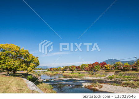京都市鴨川的秋景 133029546
