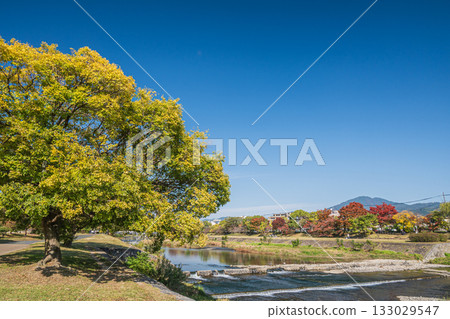 Autumn scenery of the Kamo River, Kyoto City 133029547