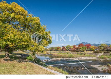 京都市鴨川的秋景 133029548