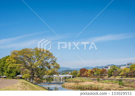 京都市鴨川的秋景 133029551