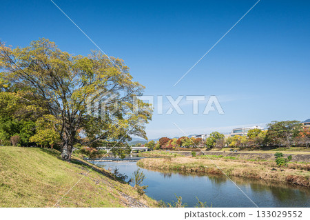 Autumn scenery of the Kamo River, Kyoto City 133029552