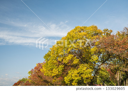 Yellow leaves of trees in autumn, Kamo River, Kyoto City 133029605