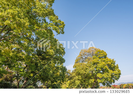京都市鴨川沿岸的秋日樹木 133029685