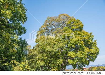 京都市鴨川沿岸的秋日樹木 133029686