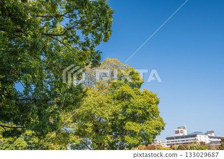 京都市鴨川沿岸的秋日樹木 133029687