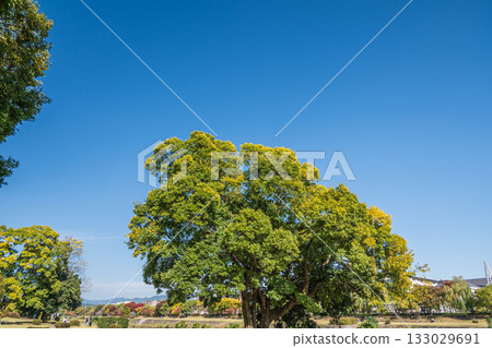 京都市鴨川的秋景 133029691