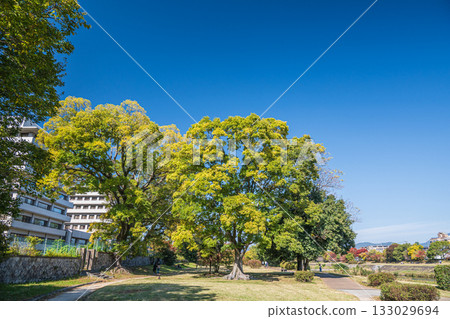京都市鴨川的秋景 133029694