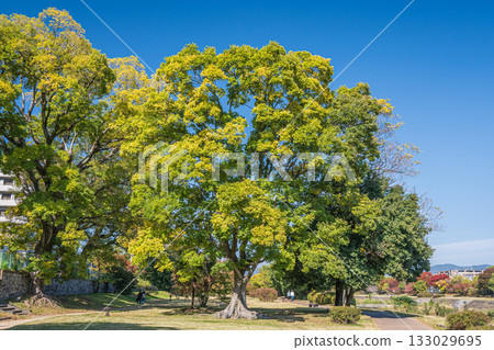 京都市鴨川的秋景 133029695