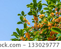 Osmanthus flower 133029777