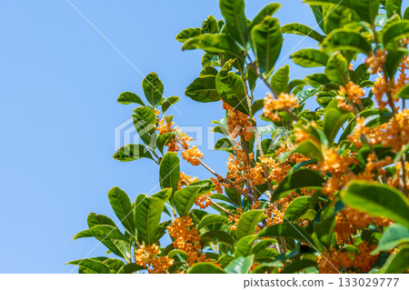 Kinmokusei花 133029777