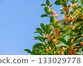Osmanthus flower 133029778
