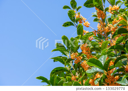 Kinmokusei花 133029778