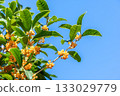 Osmanthus flower 133029779