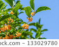 Osmanthus flower 133029780