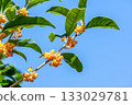 Osmanthus flower 133029781