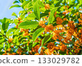 Osmanthus flower 133029782