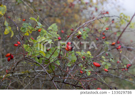 red rosehip on shrub branches in the autumn season, beautiful rosehip fruits in cloudy autumn weather on a foggy morning 133029786