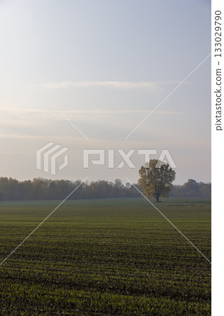 a tall tree with yellow foliage in a field with green grass in the autumn , growing in a large field a tree with yellow foliage against the sky at sunset a tall tree with yellow foliage in a field with green grass in the autumn , growing in a large field a tree with yellow foliage against the sky at sunset 133029790