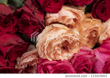 red pink and orange roses in drops of water in a large bouquet lying on top of each other, several wet red, pink and orange fresh roses for bouquets 133029801