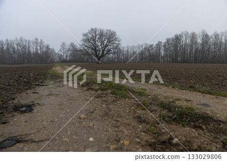 a narrow track for cars to drive through a plowed field in the autumn season, autumn with cloudy weather and a gray sky , an old oak tree grows in the field a narrow track for cars to drive through a plowed field in the autumn season, autumn with cloudy weather and a gray sky , an old oak tree grows in the field 133029806