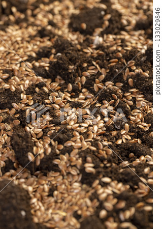 the details of the brown fertile soil with the addition of ripe flax seeds to obtain a new crop, a large number of small brown flax seeds scattered on brown soil in the field close up the details of the brown fertile soil with the addition of ripe flax seeds to obtain a new crop, a large number of small brown flax seeds scattered on brown soil in the field close up 133029846
