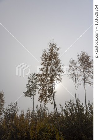 foliage on a birch tree in cloudy autumn weather in the forest, foggy morning and deciduous birch tree with the last yellow foliage before the fall, foggy weather with thick fog foliage on a birch tree in cloudy autumn weather in the forest, foggy morning and deciduous birch tree with the last yellow foliage before the fall, foggy weather with thick fog 133029854