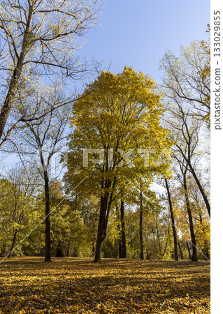 leaves of maple trees lying on the ground illuminated by the sun from behind, beautiful maple foliage during leaf fall in the park in sunny weather leaves of maple trees lying on the ground illuminated by the sun from behind, beautiful maple foliage during leaf fall in the park in sunny weather 133029855