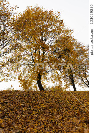 maple trees growing on the hill from which leaves fall to the ground, maple-covered hill in the autumn season 133029856