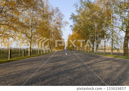 asphalt road lined with birch trees with bright yellow foliage, a road and autumn trees in sunny weather with a blue sky asphalt road lined with birch trees with bright yellow foliage, a road and autumn trees in sunny weather with a blue sky 133029857
