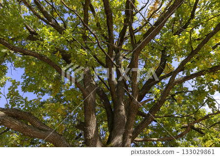 yellow and green oak tree foliage in sunny autumn weather, beautiful oak with colorful foliage and blue sky in autumn 133029861