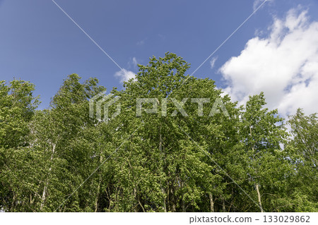 mixed forest with different types of deciduous trees in sunny warm weather with large and strong winds in summer 133029862