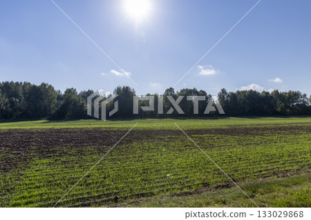 green of frost-resistant wheat that was planted in winter, winter wheat, cereals in the autumn season before frost 133029868