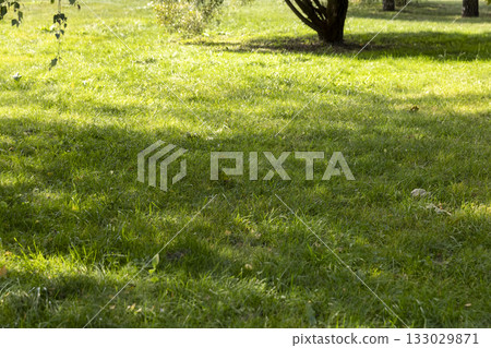 green grass and yellow foliage in the autumn , the beginning of autumn in a park with green grass and rarely fallen leaves from trees 133029871