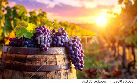Freshly harvested red and green grapes from the vineyard are placed on a wooden table and spill out of wooden barrels. 133030163