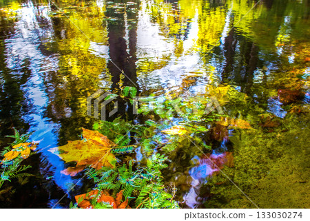 Yellow maple AND OTHER leaves in water in German Botanical garden Yellow maple AND OTHER leaves in water in German Botanical garden 133030274