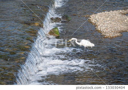 Great egrets hunting for food under the dam, Kamogawa River, Kyoto City 133030404