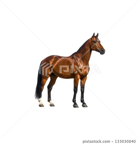 A reddish-brown horse and foal stand on a white background. A reddish-brown horse and foal stand on a white background. 133030840