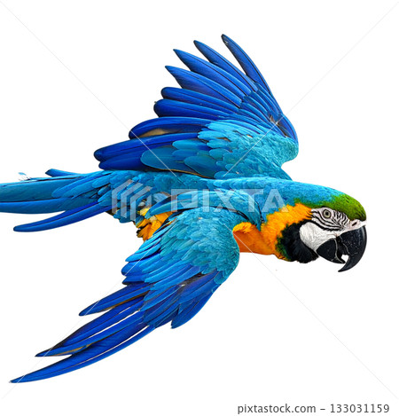 Bright blue and yellow macaw parrot with beak on white background 133031159
