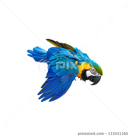 Bright blue and yellow macaw parrot with beak on white background 133031160