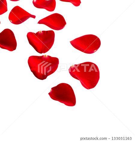 Red rose petals scattered on a white background 133031163