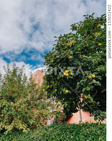 Branches of lemon tree laden with ripe yellow lemon create vibrant scene against residential building under cloudy sky, blending nature with urban living. Lemon tree branches heavy with golden fruit 133031422