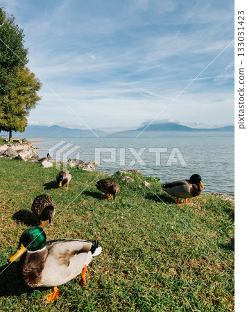 Group of mallard ducks resting on lush grassy shore of Lake Garda, Italy, enjoying sunny day while majestic mountains rise in background, creating serene landscape. Mallard ducks relaxing on lakeshore Group of mallard ducks resting on lush grassy shore of Lake Garda, Italy, enjoying sunny day while majestic mountains rise in background, creating serene landscape. Mallard ducks relaxing on lakeshore 133031423