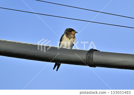 Swallows that stop on electric wires 133031483