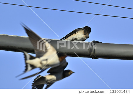 Swallows that stop on electric wires Swallows that stop on electric wires 133031484