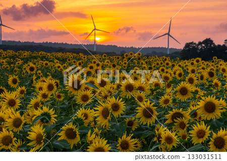 Akazu, Konan-cho, Koriyama City, Fukushima Prefecture. A sunflower field in full bloom, the setting sun and the sunset sky beneath the wind turbines of the Koriyama Nunobiki Kaze no Kogen Plateau. 133031511