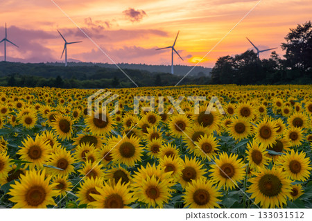 Akazu, Konan-cho, Koriyama City, Fukushima Prefecture. A sunflower field in full bloom, the setting sun and the sunset sky beneath the wind turbines of the Koriyama Nunobiki Kaze no Kogen Plateau. Akazu, Konan-cho, Koriyama City, Fukushima Prefecture. A sunflower field in full bloom, the setting sun and the sunset sky beneath the wind turbines of the Koriyama Nunobiki Kaze no Kogen Plateau. 133031512