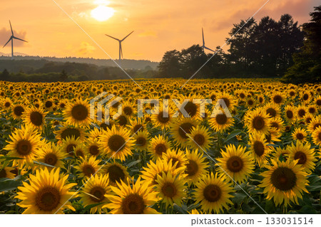 福島縣郡山市甲南町赤津。郡山布引風高原上盛開的向日葵田、風力渦輪機下的夕陽和晚霞的天空。 133031514