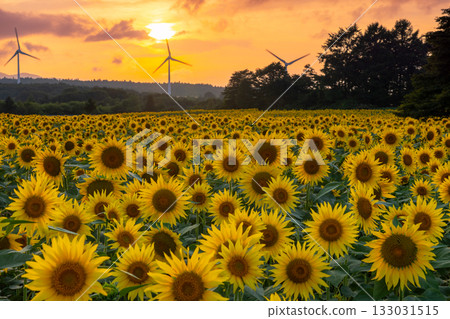 Akazu, Konan-cho, Koriyama City, Fukushima Prefecture. A sunflower field in full bloom, the setting sun and the sunset sky beneath the wind turbines of the Koriyama Nunobiki Kaze no Kogen Plateau. Akazu, Konan-cho, Koriyama City, Fukushima Prefecture. A sunflower field in full bloom, the setting sun and the sunset sky beneath the wind turbines of the Koriyama Nunobiki Kaze no Kogen Plateau. 133031515