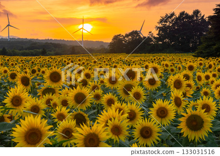 Akazu, Konan-cho, Koriyama City, Fukushima Prefecture. A sunflower field in full bloom, the setting sun and the sunset sky beneath the wind turbines of the Koriyama Nunobiki Kaze no Kogen Plateau. Akazu, Konan-cho, Koriyama City, Fukushima Prefecture. A sunflower field in full bloom, the setting sun and the sunset sky beneath the wind turbines of the Koriyama Nunobiki Kaze no Kogen Plateau. 133031516