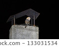 Mysterious Barn Owl Perched on Rustic Chimney 133031534